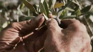 The Olive Oil Harvest at Villa Filippo Berio