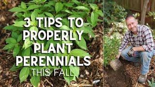 3 Tips to Properly Plant Perennials This Fall - #Shorts #perennials #planting