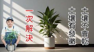 拯救觀葉植物 | 室內植物 | 放辦公室要怎麼養 | 土壤不會乾 | 土壤有發霉 | 森林有塊田