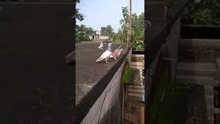 kabutar status video ️//#kabutar all tips//