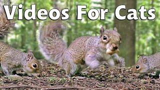 Videos & Movies for Cats to Watch Squirrels - Squirrel World