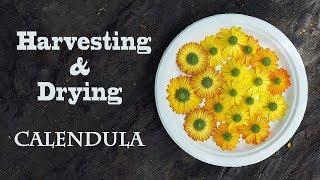 Harvesting and Drying Calendula