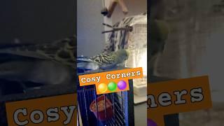 DIY Bird Cage - Will My Parakeets Like It? #birds #ytshorts #budgieshorts