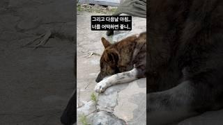 호랭이와 첫만남 사냥개가 느닷없이 나타났다#카이견#진돗개#카이견믹스#진도믹스#사냥개#유기견#유기견임시보호 #유기견입양 #유기견에서반려견으로 #다견다묘가정 #사지말고입양하세요