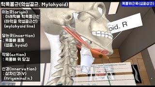 목근육 : 목뿔위근육(설골상근)_두힘살근(이복근), 턱목뿔근(악설골근) 등 4개 근육