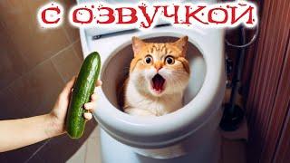 Приколы с котами! КОТ ЗАСТРЯЛ! Смешные коты С ОЗВУЧКОЙ! Самые смешные животные!