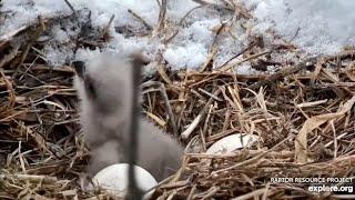 explore.org Decorah North Nest. Eaglet DN17 makes its Debut. 23-24 Mar 2024