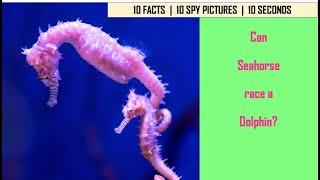 I Spy Seahorse Challenge - Animal facts with Spot and find Puzzles / family fun game