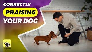 Correctly Praising your Dog | Dog Training Tips | EveryDoggy