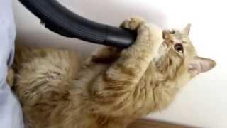 cat and vacuum cleaner