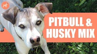 Pitsky (Pitbull & Husky Mix): A Complete Dog Breed Guide