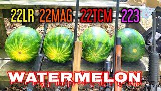 Watermelon VS .22LR .22MAGNUM .22TCM & .223 Remington