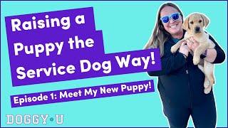 Raising a Service Dog Puppy: The Journey Starts Here!