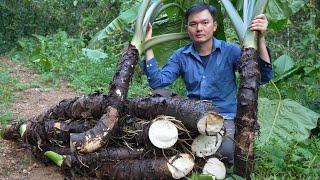 Wild taro as medicine. Process of making medicine from wild taro. Robert | Green forest life