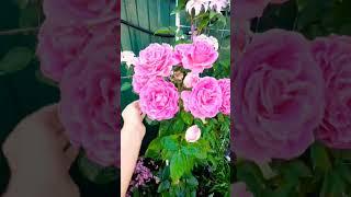 #цветениероз #розы #розарий #розовыйсад #дачнаяжизнь #дачанаюге #цветоводство #садоводничество