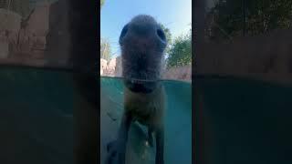 Capybaras taking a swim