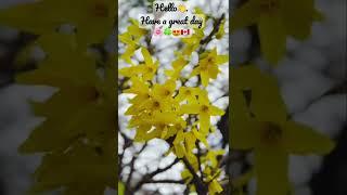 Forsythia Blossoms |  | Greetings | Uplifting shorts |Journal