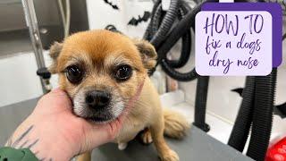Say Goodbye to Dry and Cracked Dog Noses: Introducing This Healing ProducT
