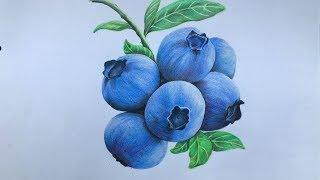 Blueberry drawing in color pencil | fruit drawing | blueberry drawing step by step