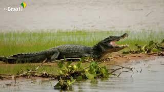 Parque Nacional do Pantanal Matogrossense | Parques do Brasil