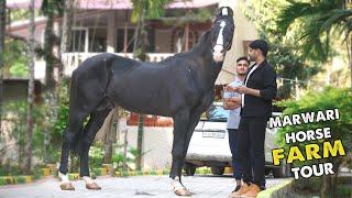 Marwari Horse Farm tour Fluora Stables Karnataka ~ Top Horse sale collections ~DR6VLOGS