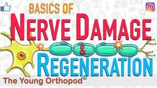 Nerve Regeneration | Wallerian Degeneration | Nerve Damage | ANIMATION | Neuron | The Young Orthopod