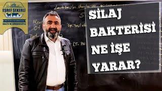 Silaj Bakterisi Ne İşe Yarar? #Silaj