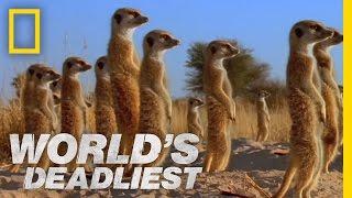 Meerkats' Mob Rule | World's Deadliest