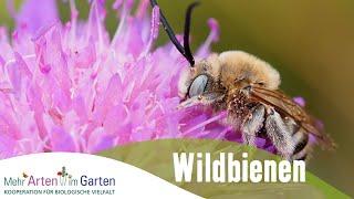 Mehr Arten im Garten - Folge 1: Wildbienen