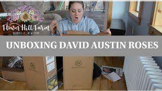 David Austin Roses: Unboxing -  Plus Dahlias from Eden Bros. and Harvest Guard!