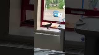 Pigeons in my Hospital Room