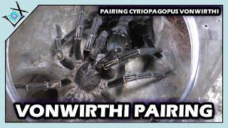 Pairing Cyriopagopus vonwirthi | Thai Tiger Tarantulas【Tarantula Pairing】