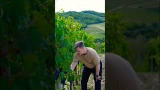 From Vine to Wine: Harvesting Sangiovese Grapes in Chianti Classico 