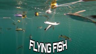 PAGULPOL/FLYING FISH ARYAHAN NA/2GLEG TV