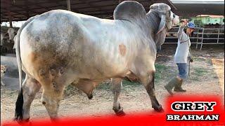 Huge Grey Brahman Bull | UN Farm | Thailand | บราห์มัน | Collected Video