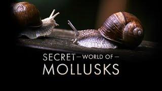 Secret World of Mollusks