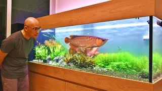 MOST AMAZING ASIAN AROWANA PLANTED AQUARIUM IN SINGAPORE?!