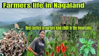 Last day of sleepover at our Jhum field Hottest king chilli plantation at our field ||Villagelife