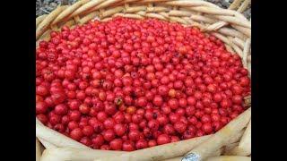 Toyon (Christmas Berry) Harvest