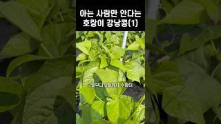 아는 사람만 안다는 호랑이 강낭콩