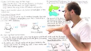 Stage 1 of Glycolysis (Steps 1,2,3)