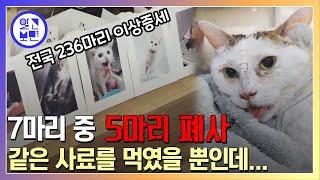 전국의 반려묘 236마리 이상증상. 사료유해성 논란