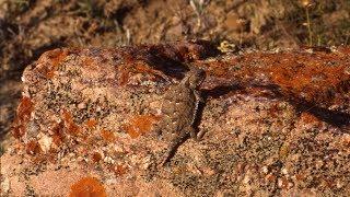 The Great Plains Short-horned Lizard in Canada