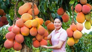 Harvesting Mutant Rambutan Chomchom Fruit Go To Market Sell,Harvest and Cook|Harvesting Farm Produce