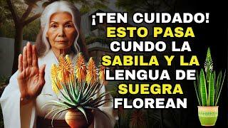 ¿Qué significa cuando florece la sábila o la lengua de suegra ¡Descubre el Misterio! Budismo