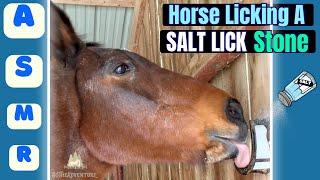 Horse Licking A Salt Lick Stone | Oddly Satisfying | ASMR Horse Sounds 