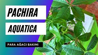 Para ağacı bakımı | Pachira aquatica  Ev Yeşili