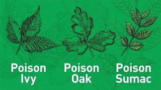 4 Tips to Outsmarting Poisonous Plants