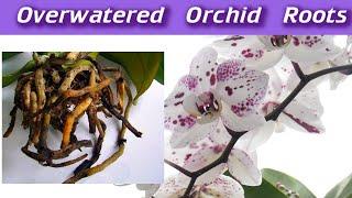 Overwatered Orchid Roots - Rotten Orchid Roots - How To Save An Orchid