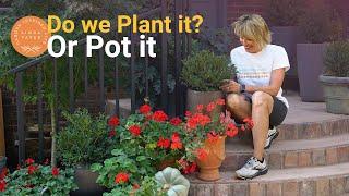 Fall Flowers: Plant Them Or Pot Them?  Then What? THROWBACK THURSDAY